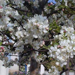 Crab-apple, Perpetu 'Evereste'